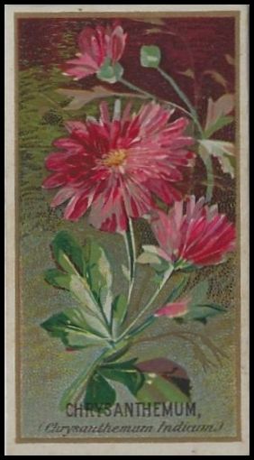 N164 Chrysanthemum.jpg